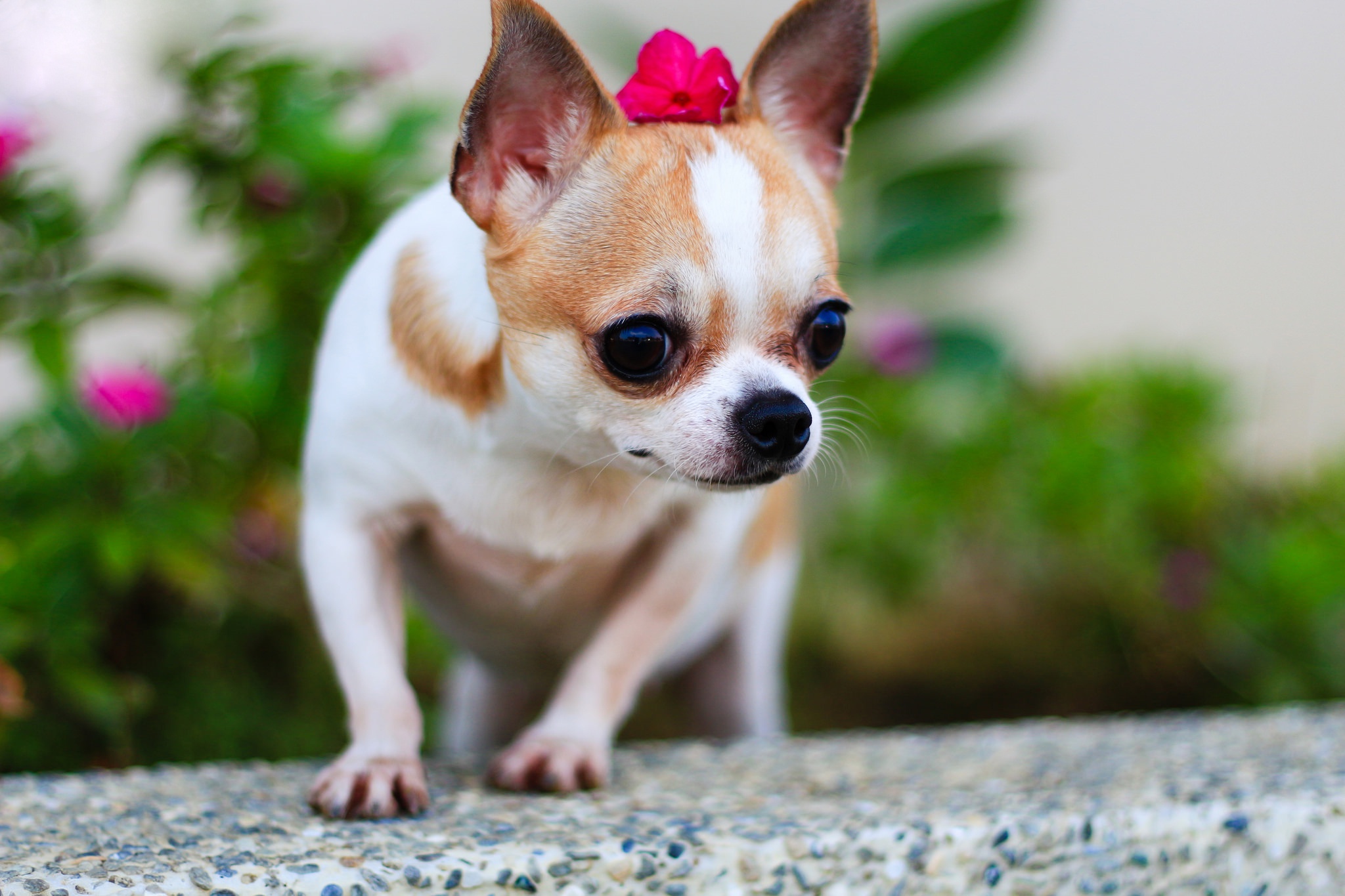 Animals Dog Chihuahua Depth Of Field Wallpaper HD