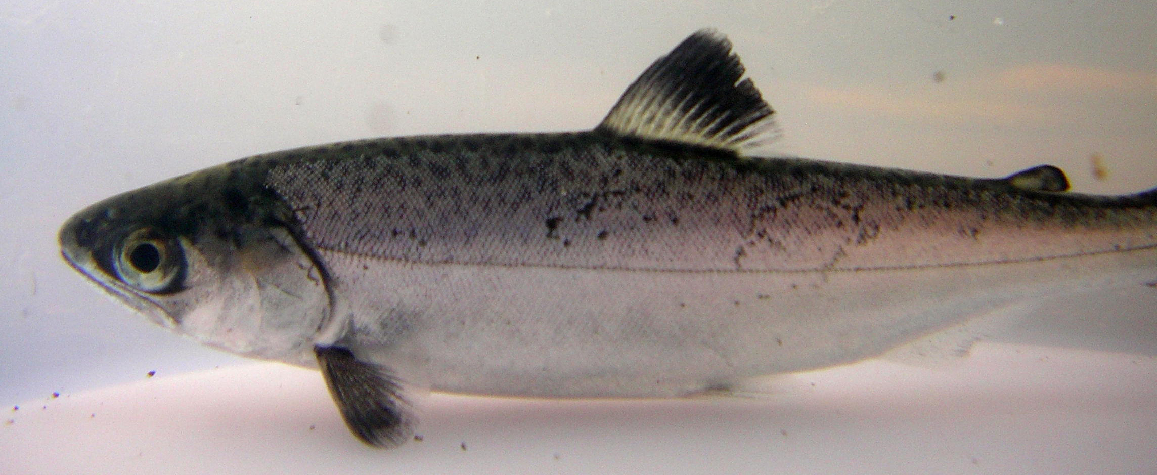Chinook A K King Salmon Are The Most Highly Prized In