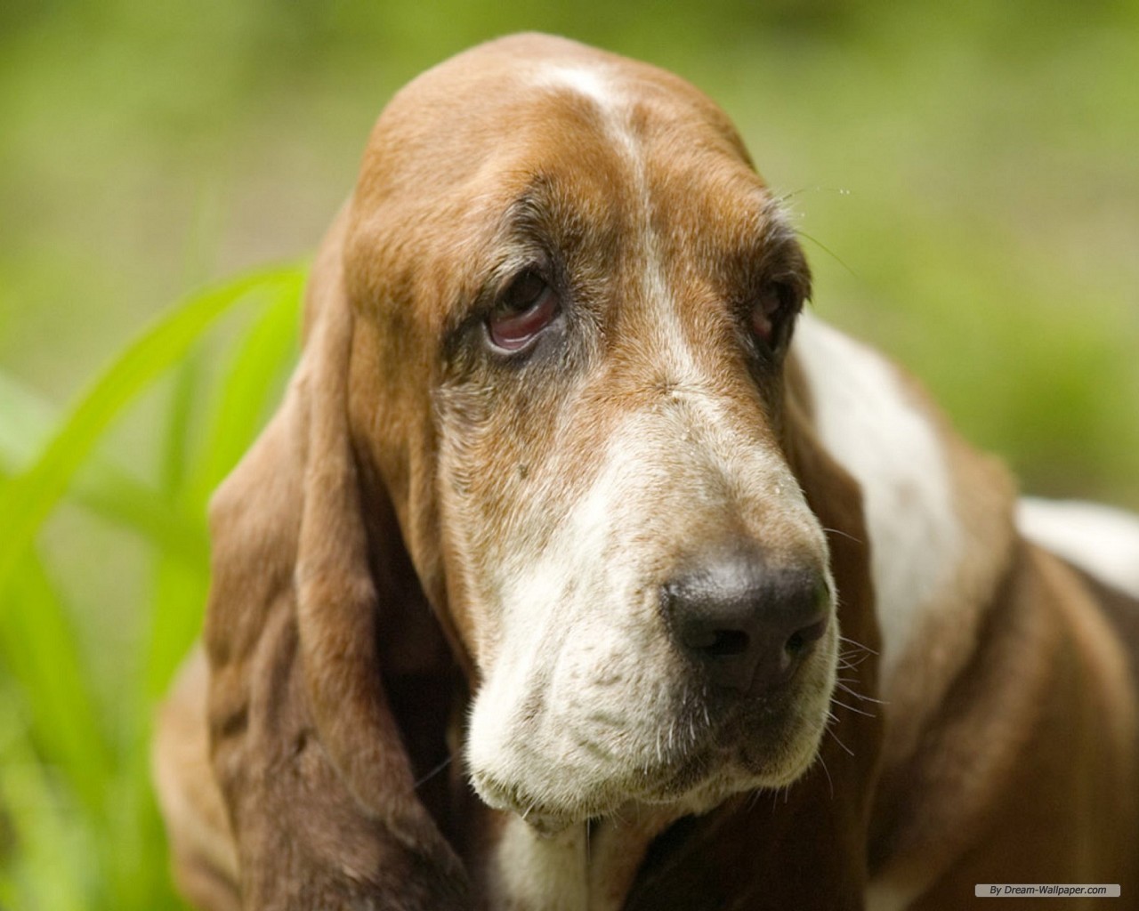 Wallpaper Animal Beagle Basset