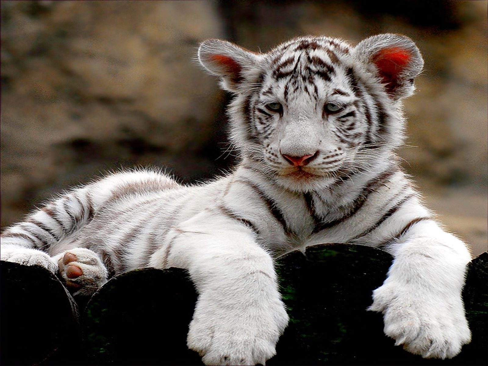 White Tiger Cub Photos HD Wallpaper