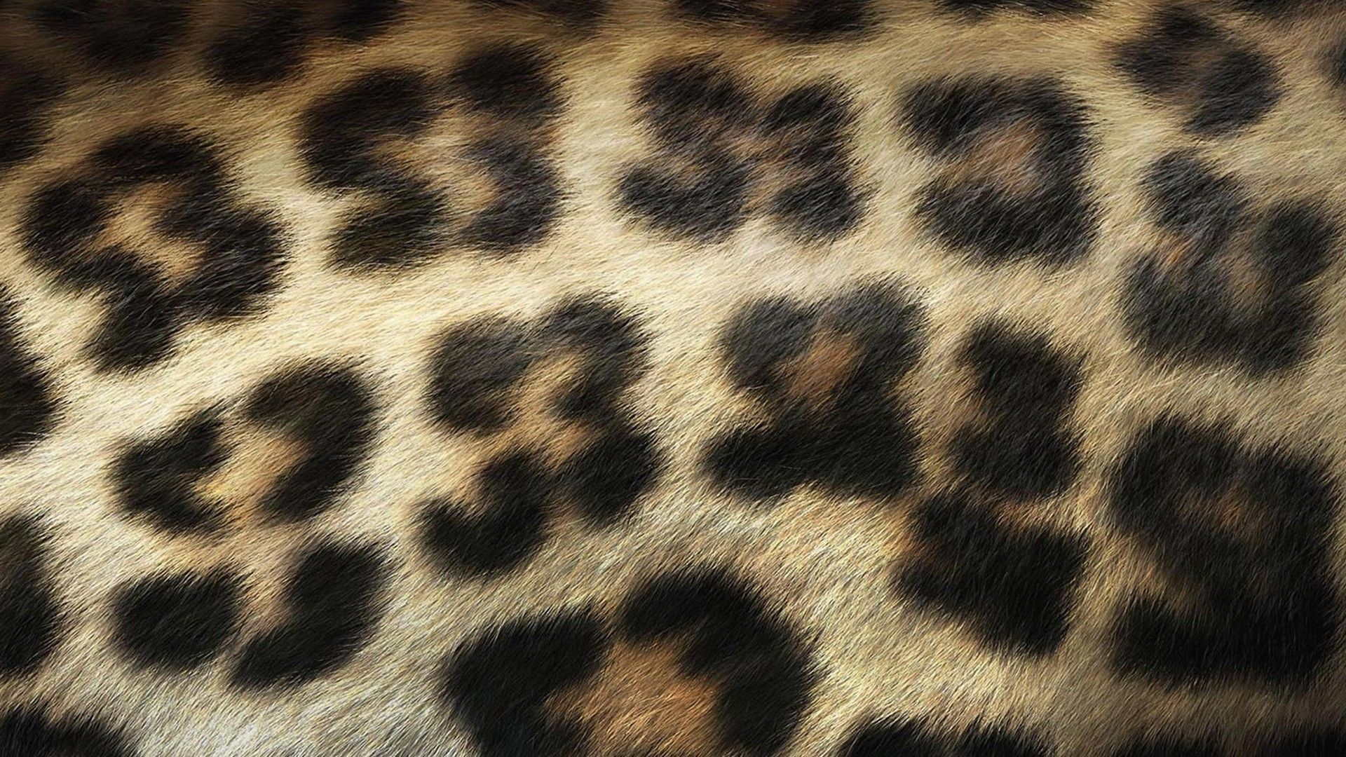 Animal Fur Wallpaper On