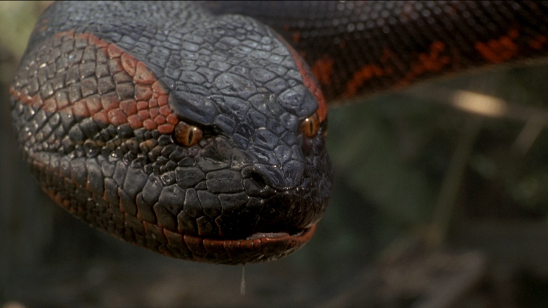 Anaconda Snake HD Wallpaper Desktop Image