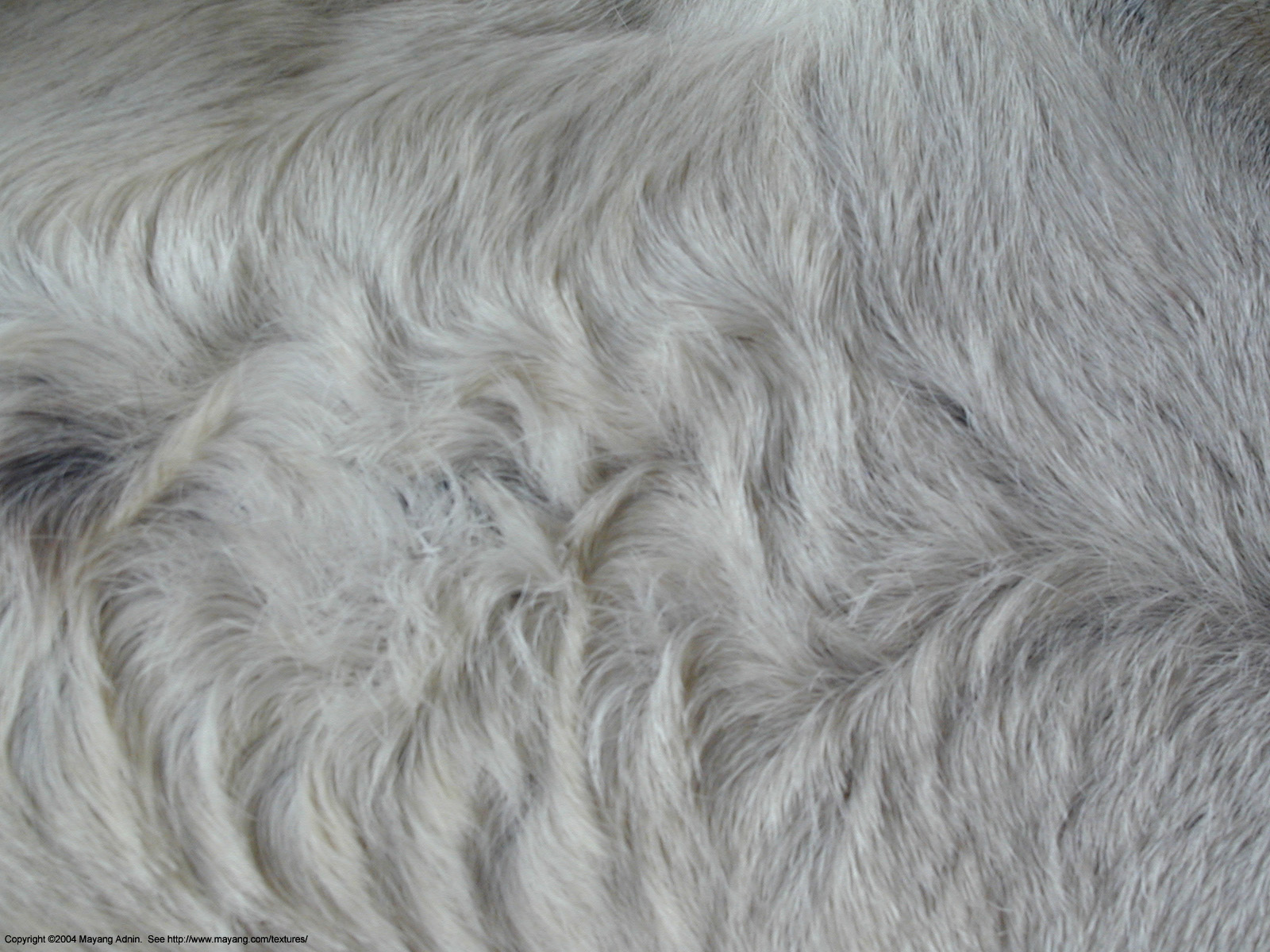 Texture Fur Background