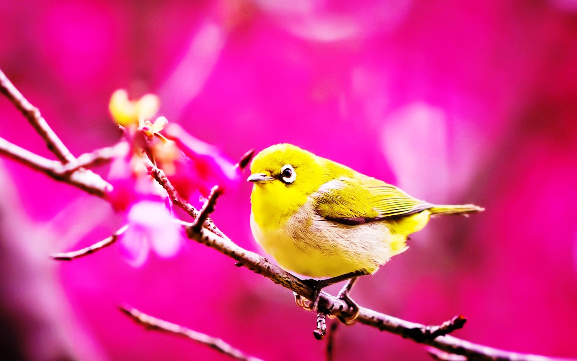 Cute Yellow Small Bird Sweet Looking Wallpaper New HD