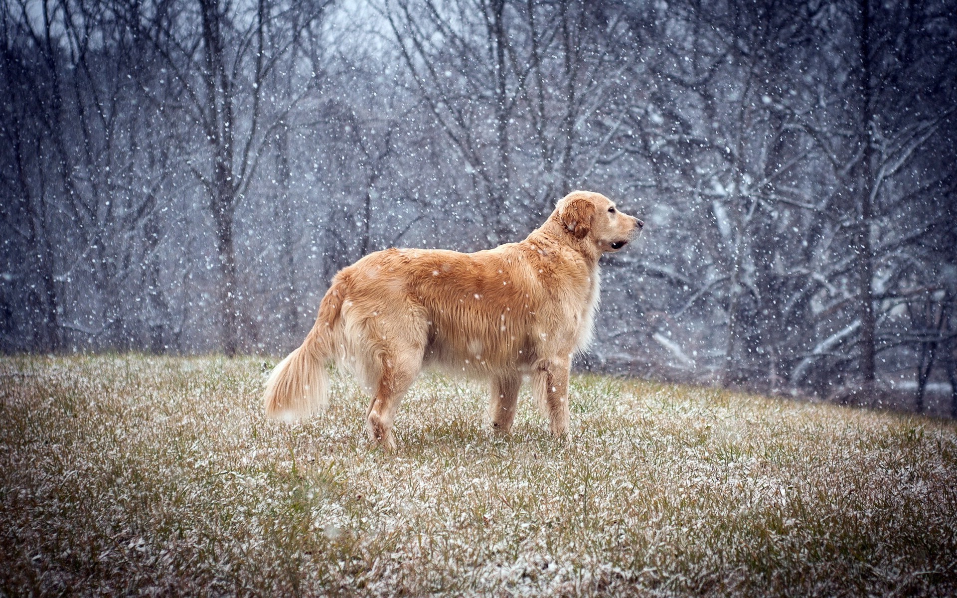 Dog Animals Golden Retrievers Snow Winter Wallpaper HD