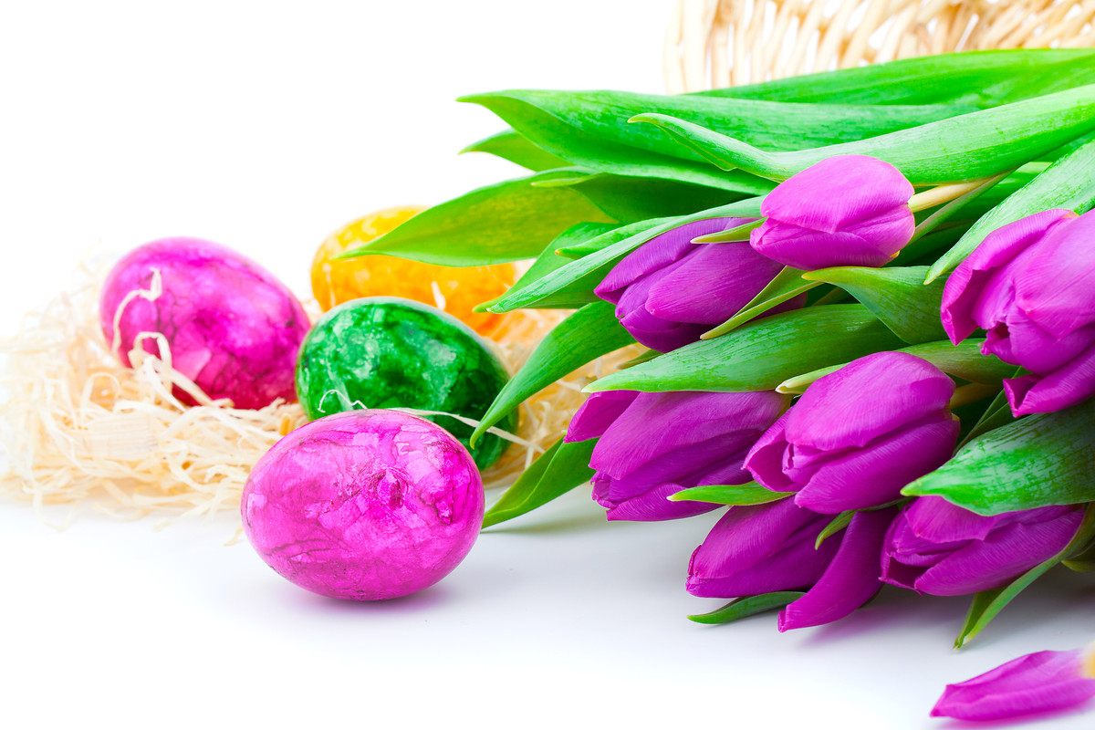  Free Easter Tulips HD Wallpapers to your mobile phone or tablet