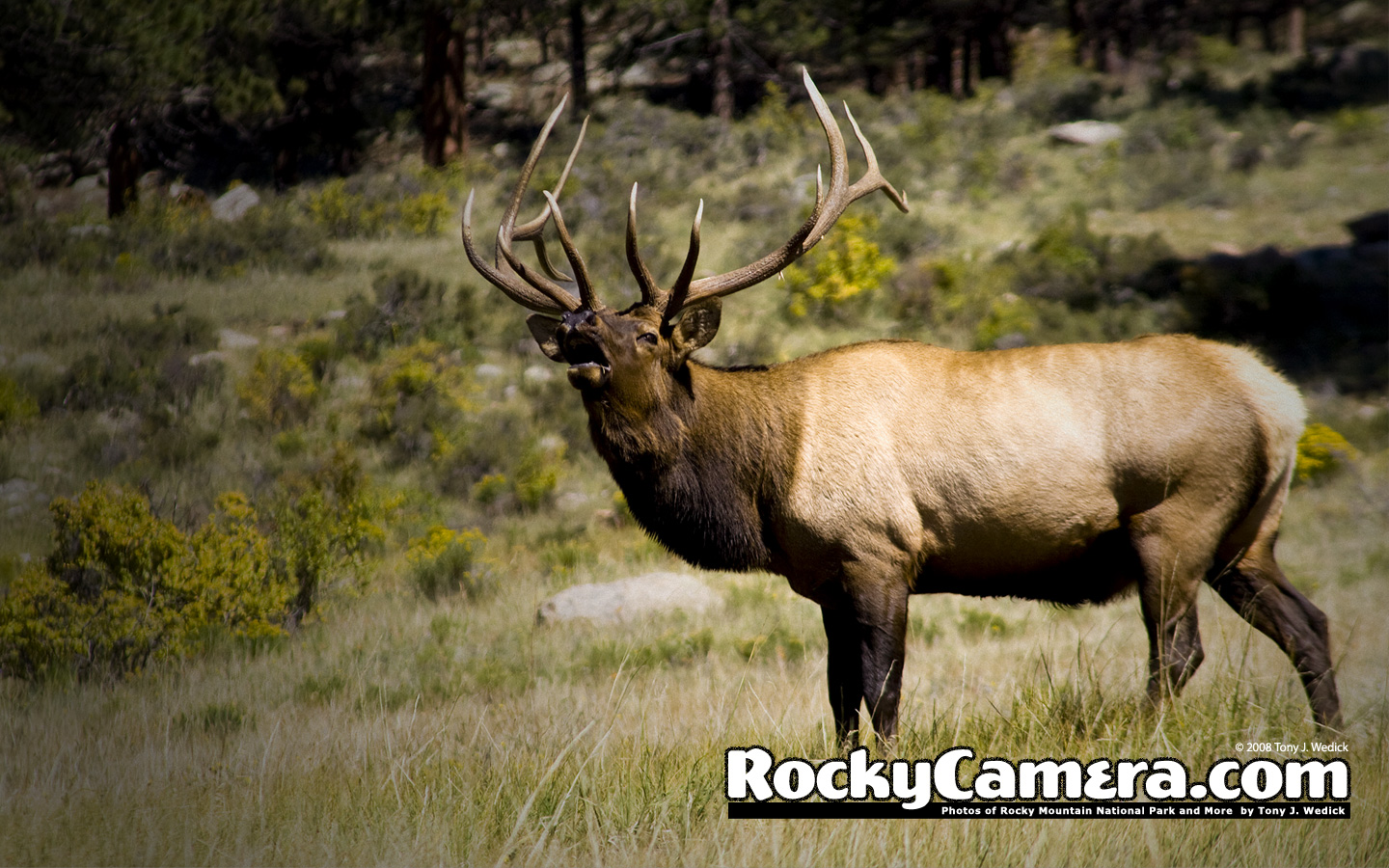 Bull Elk Wallp