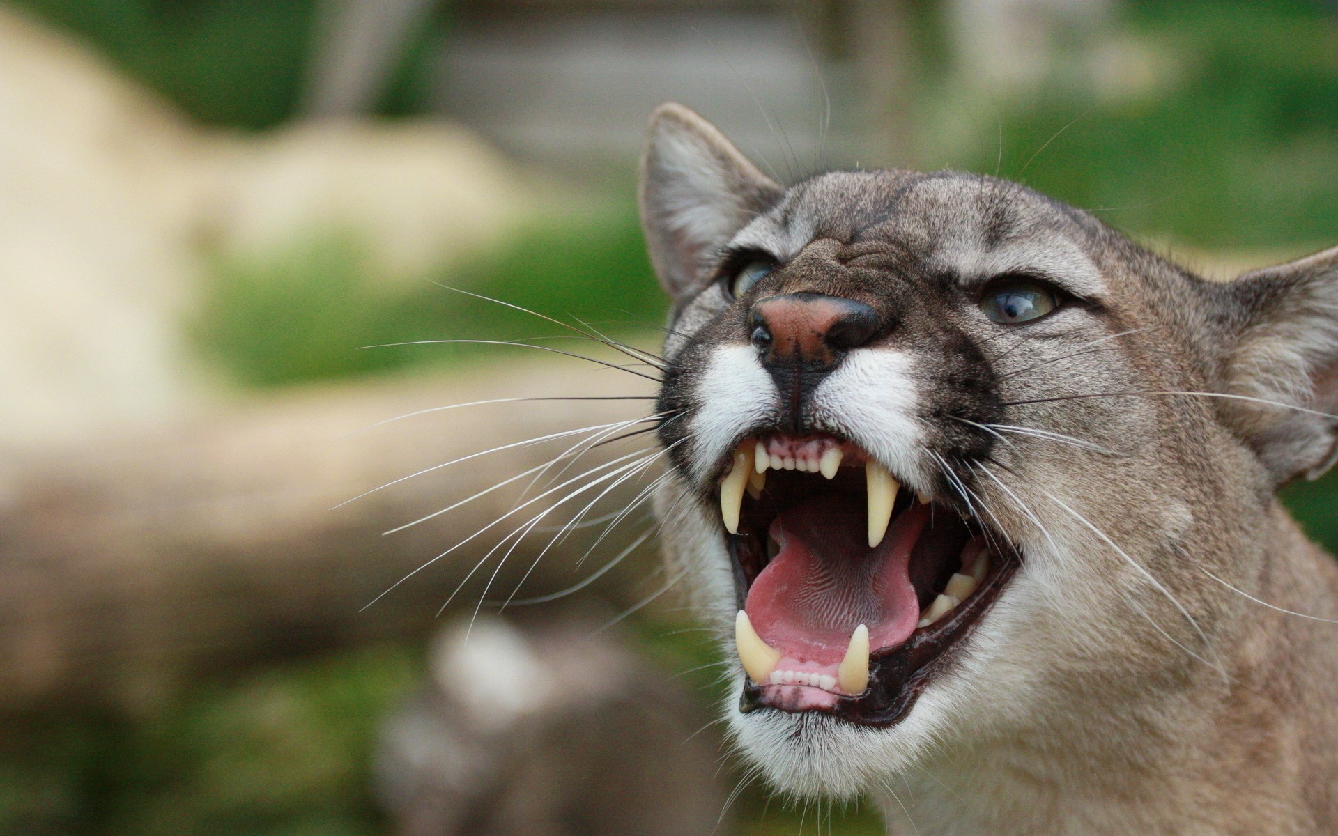 Animals Teeth Wallpaper Cougars Wild Cats