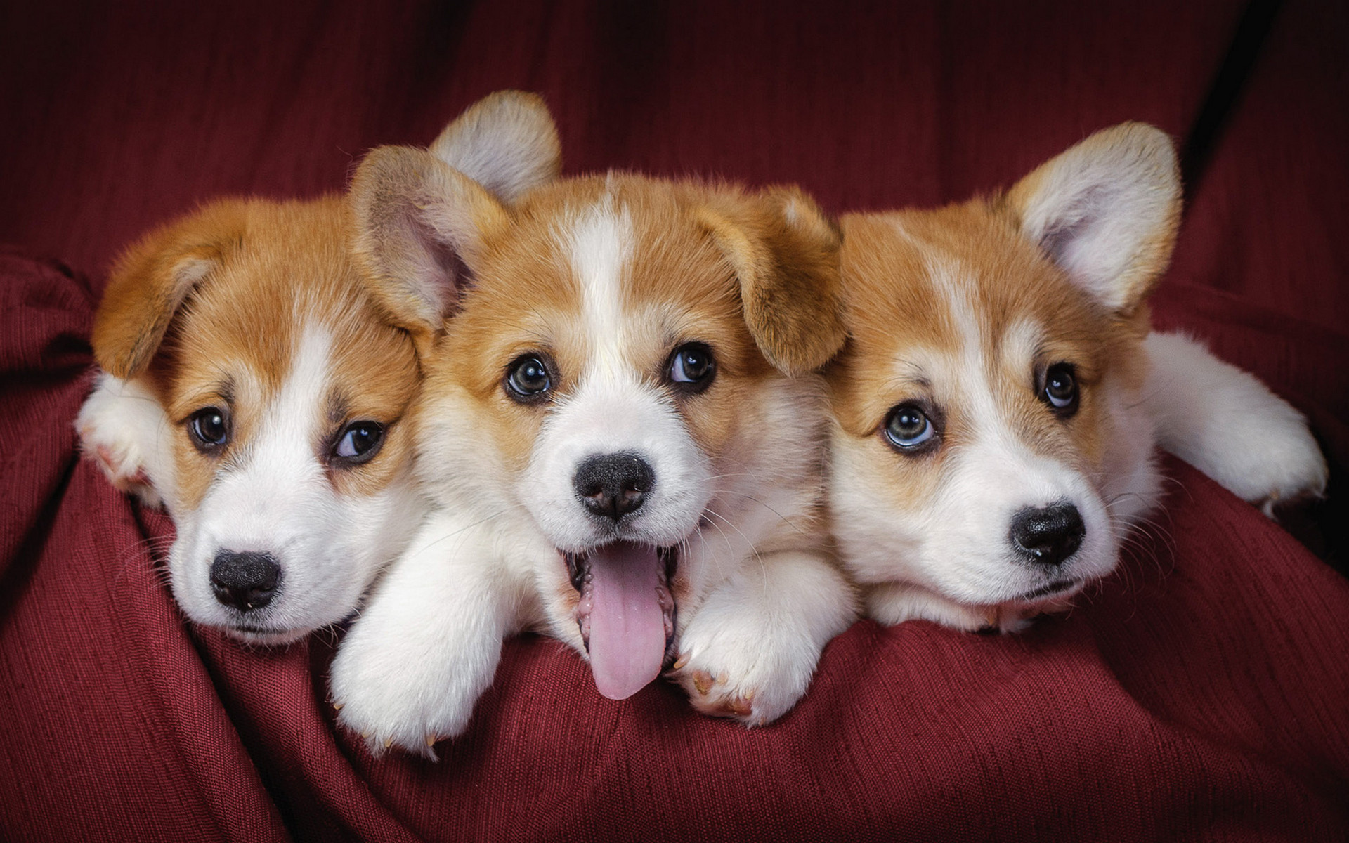 Cute Puppy Wallpaper For Desktop