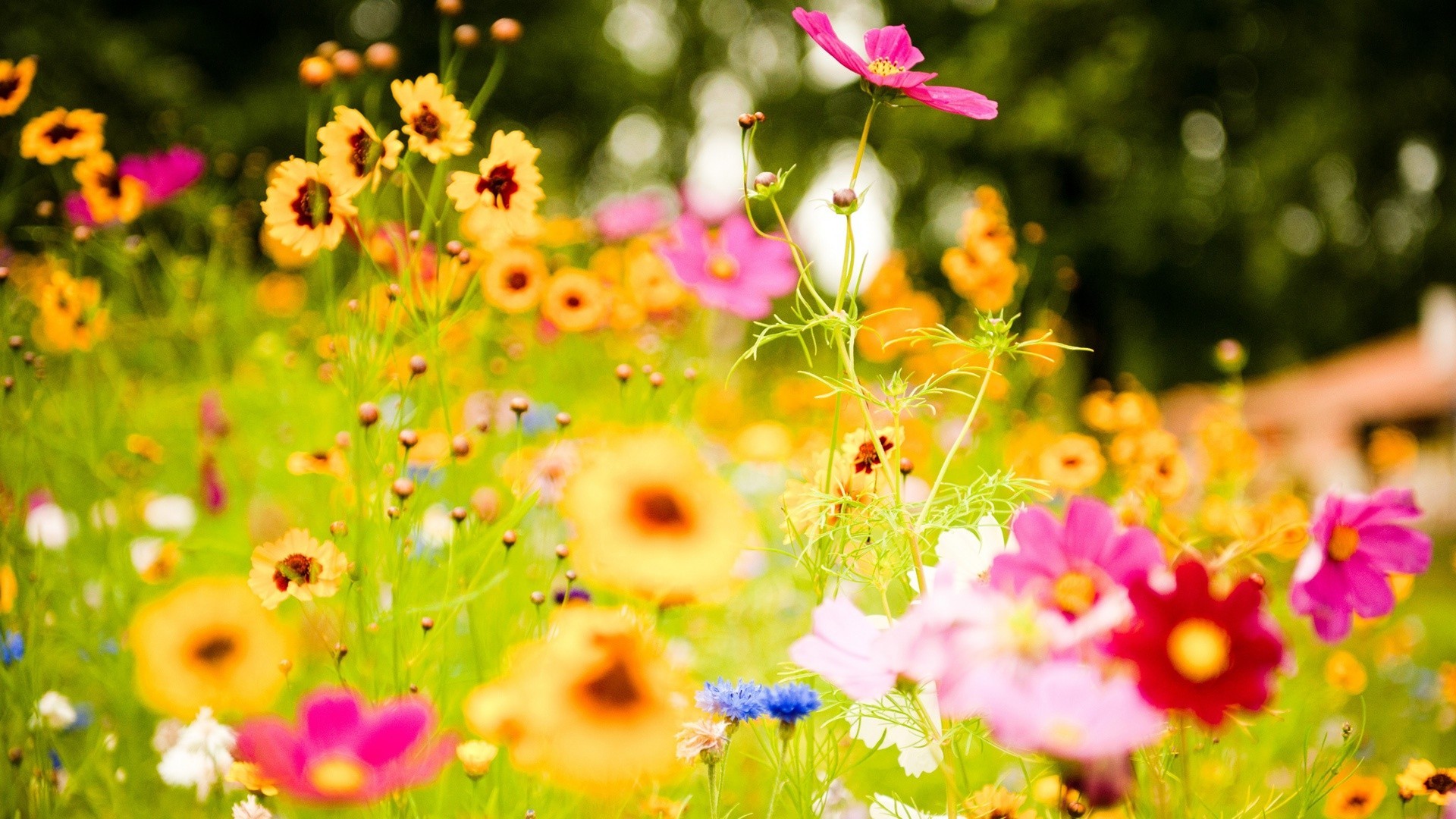 Cosmos Flowers In The Meadow Wallpaper