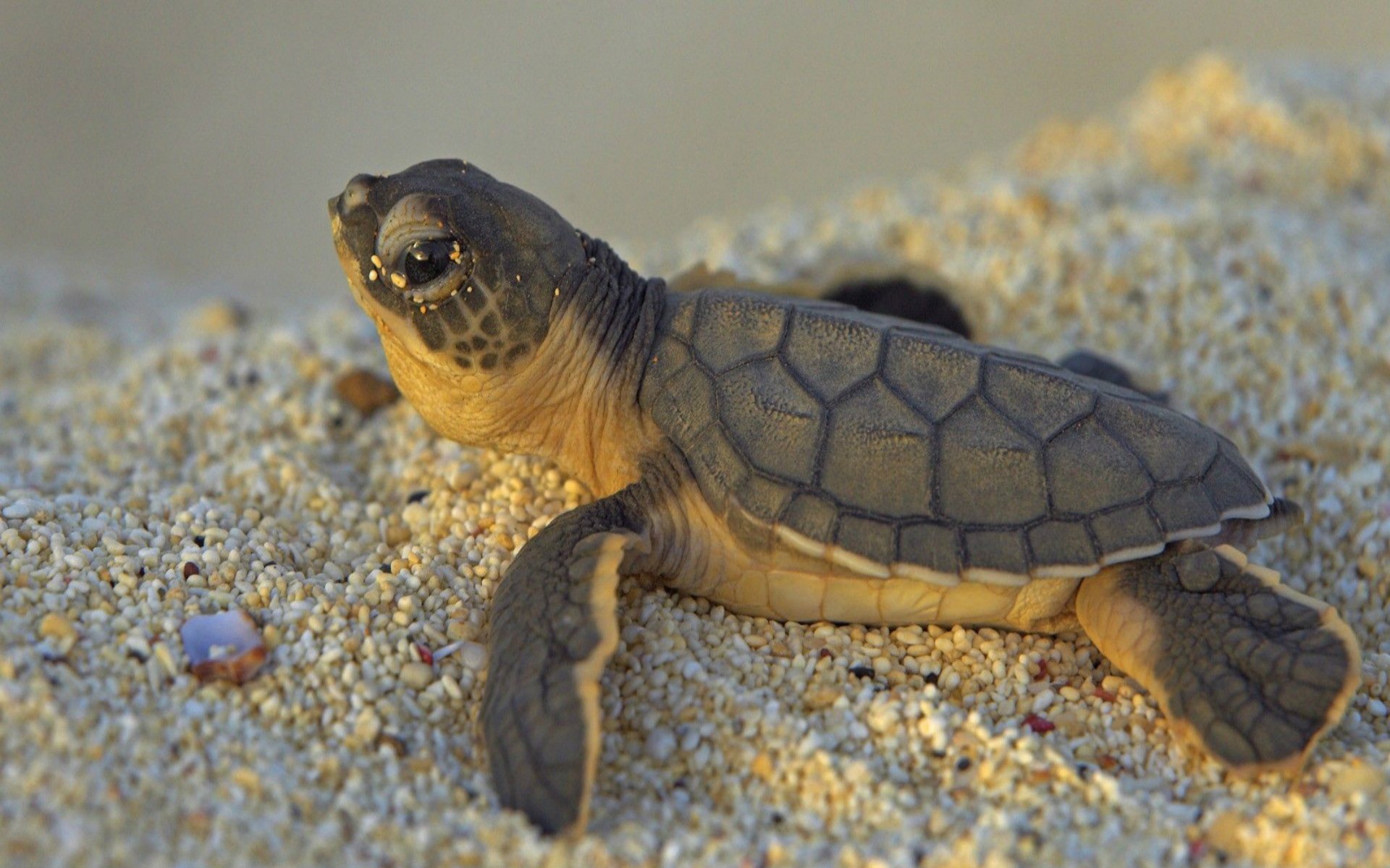 Cute Turtle Wallpaper