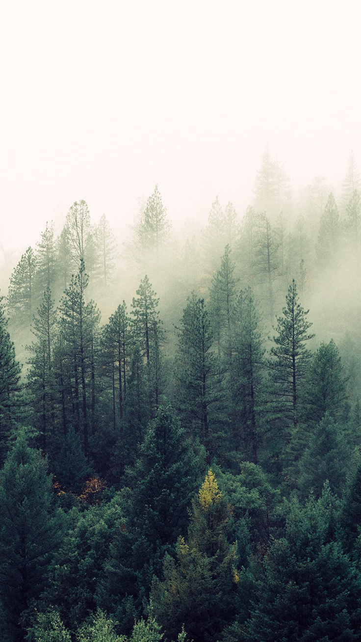 Foggy Forest Image At Landscape Monodomo