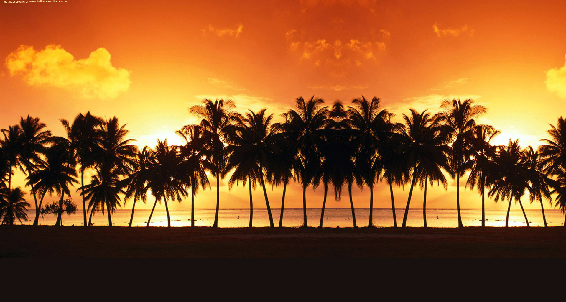 Palm trees sunset background
