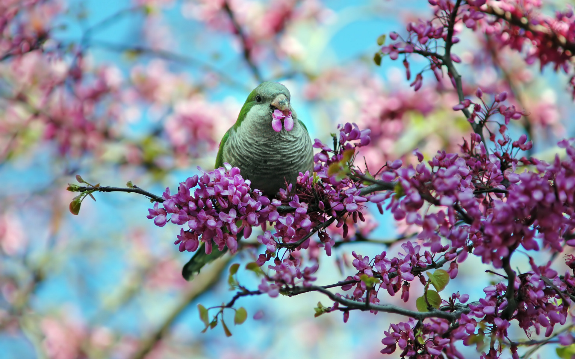 Wallpaper Photos Of Feel Spring Atmosphere All Time With Themed