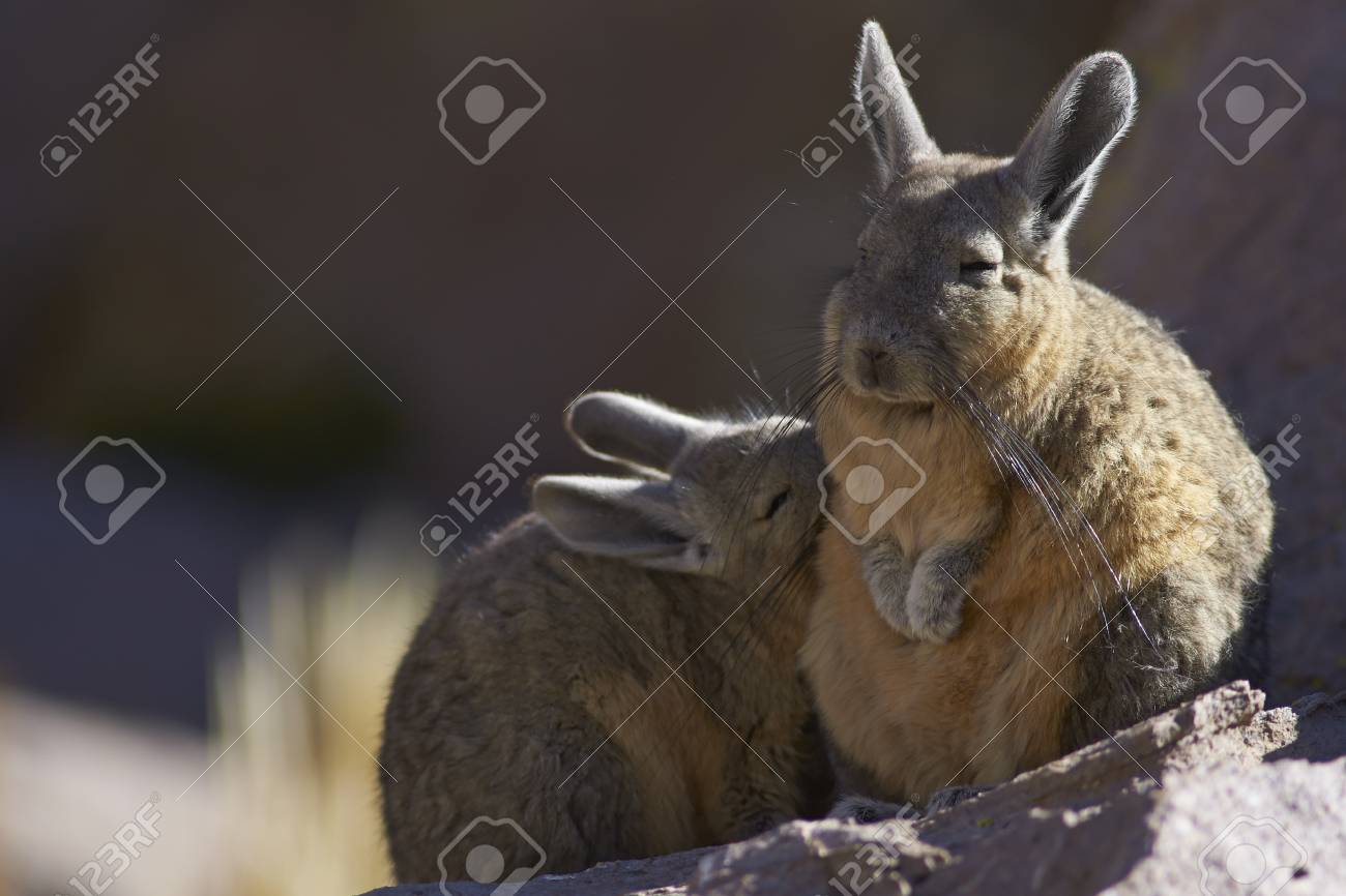 Young Mountain Viscacha Lagidium Viscasia Snuggling Up To A