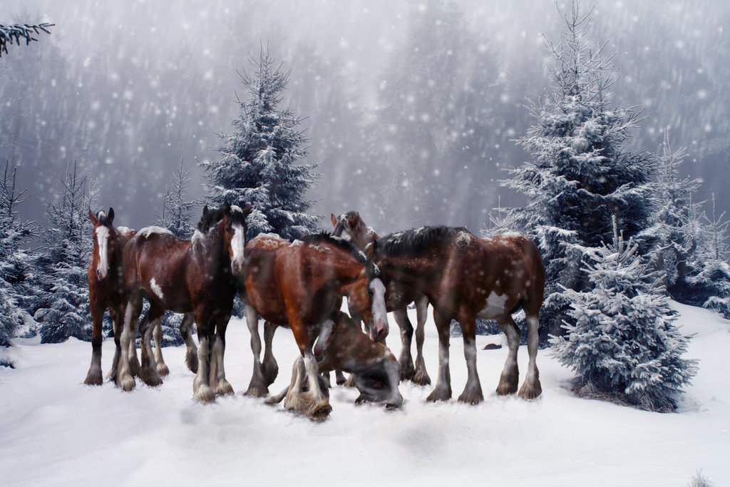 Clydesdale Horses In Snow Wallpaper Winter By Tobiteus