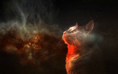 Space Cat Picture For iPhone Blackberry iPad Amazing