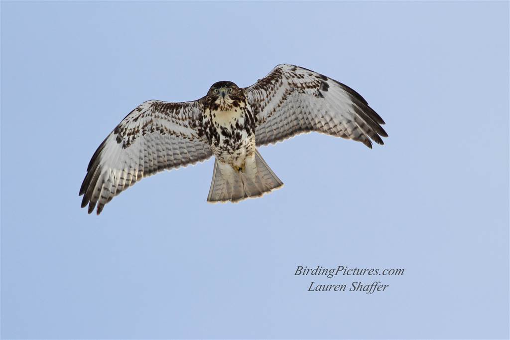 Red Tailed Hawk Birding Pictures