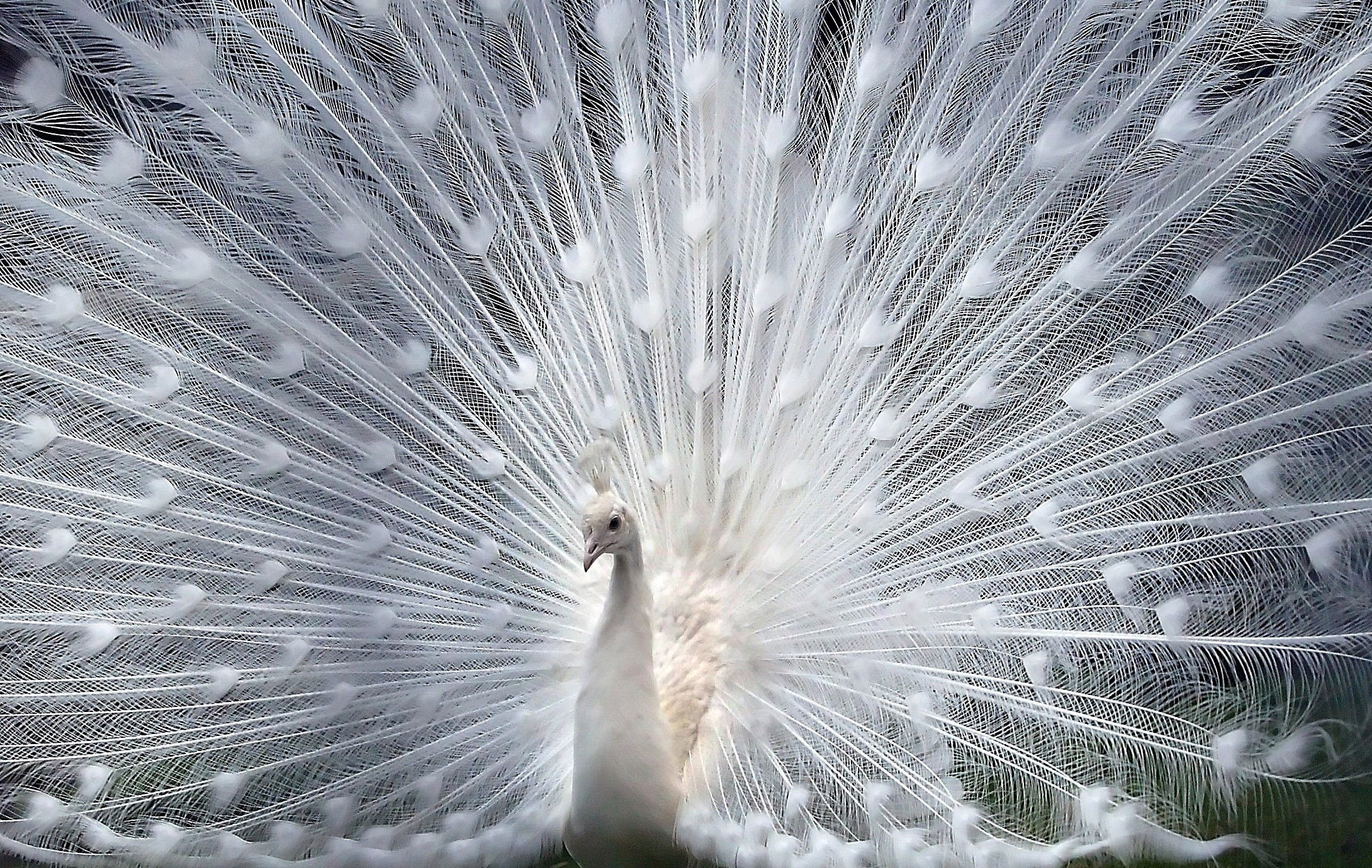 Beautiful White Peafowl With Feathers HD Wallpaper