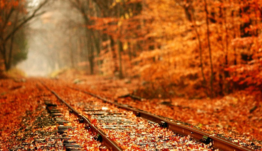 Orange Leaves Autumn Railroad Wallpaper Forest