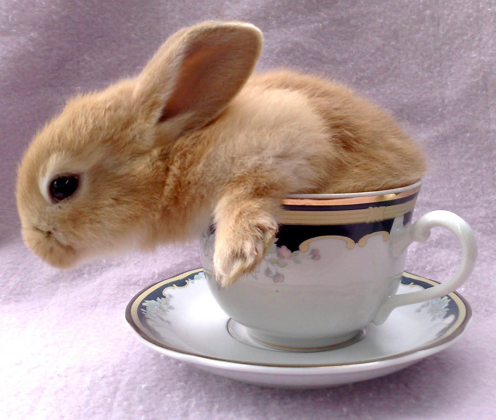Cute Little Rabbits HD Wallpaper In For