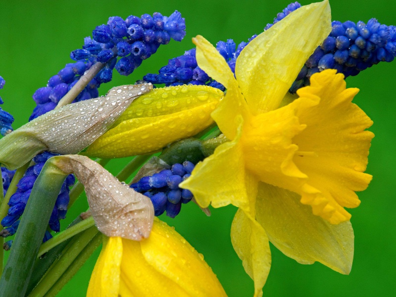Yellow And Blue Flowers Nature Wallpaper Resolution My