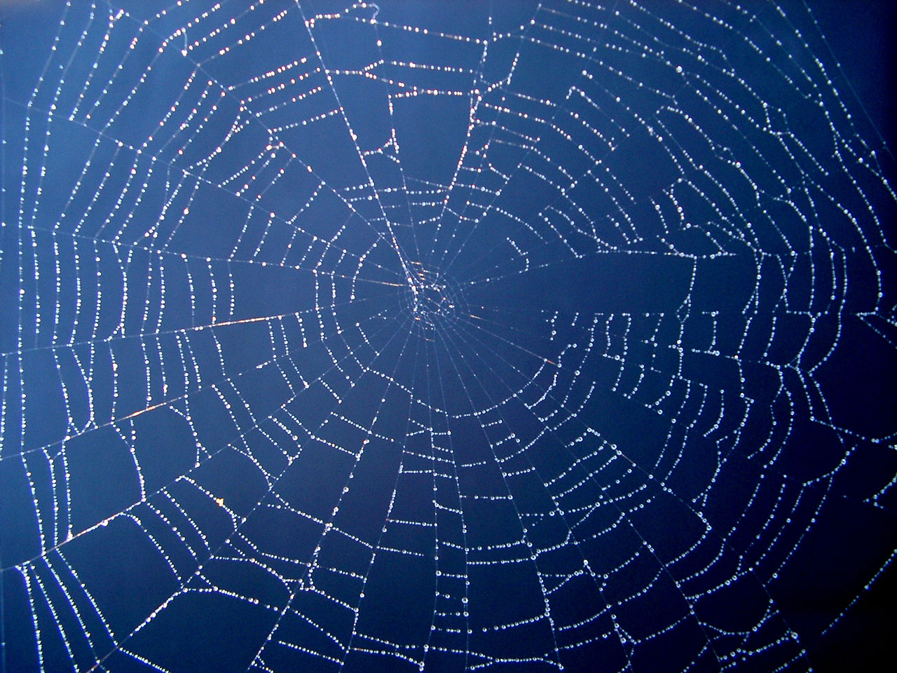 Spiders Web Stock Photo HD Public Domain Pictures