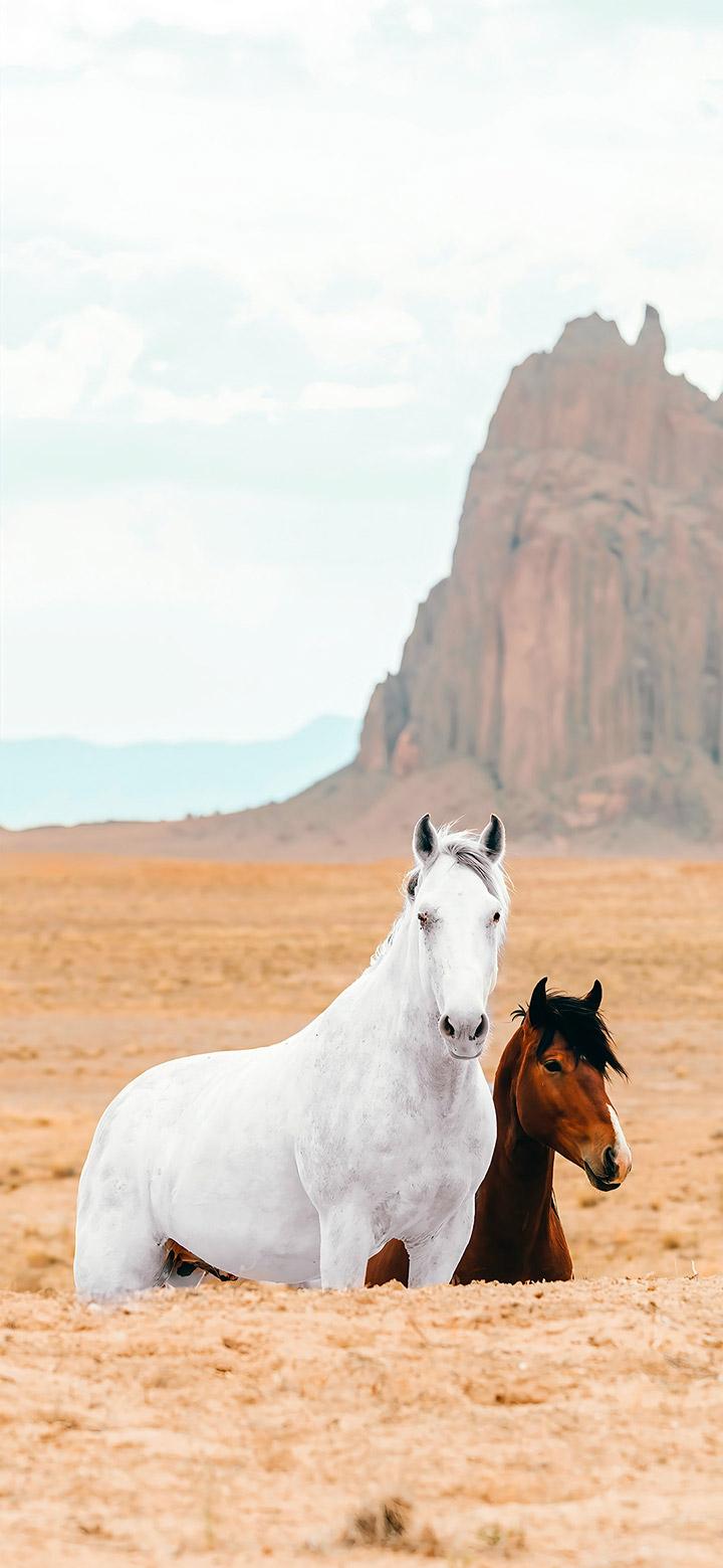 WHITE AND BROWN HORSES WALLPAPER   4K FREE DOWNLOAD