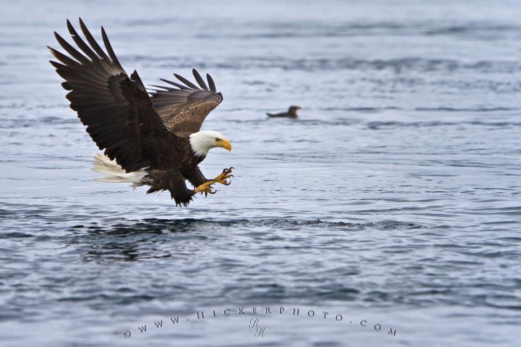 Fishing Bird Bald Eagle Pictures Photo Information
