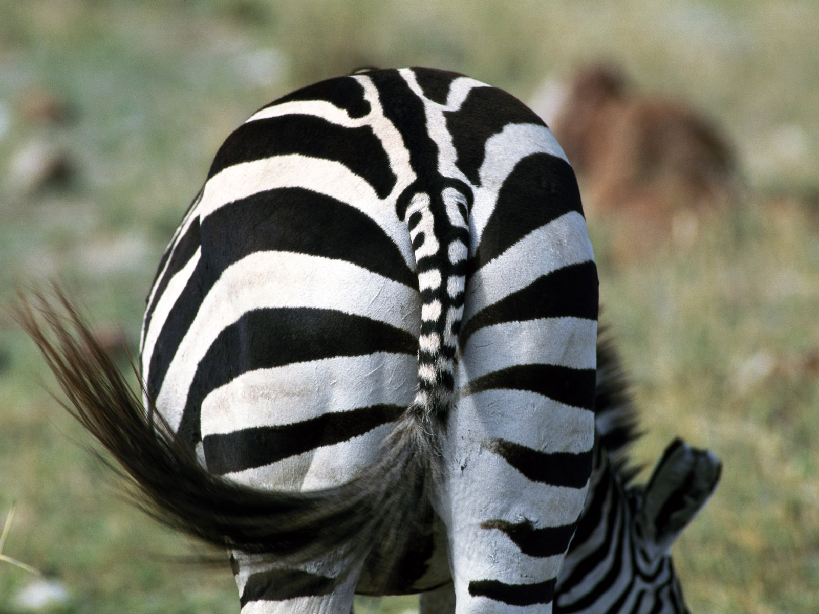 Zebra Back Side HD Wallpaper