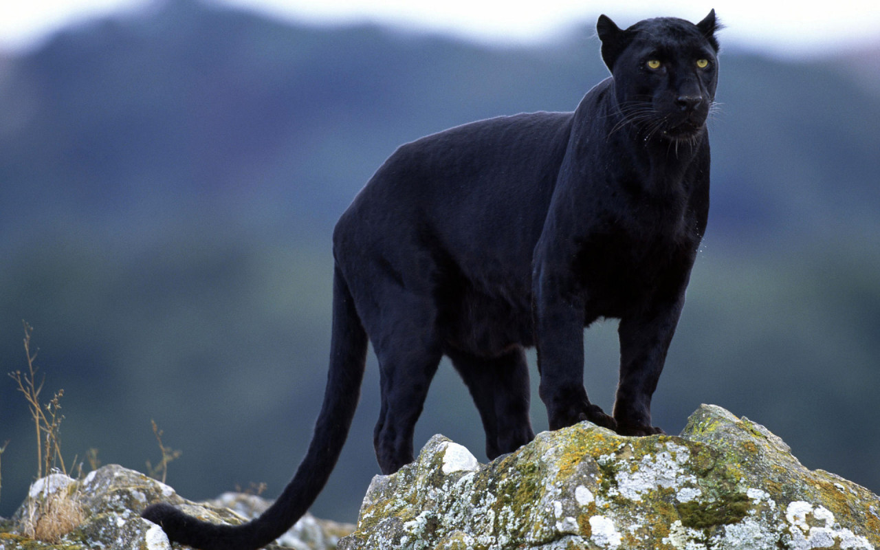 black panther black panther black panther black panther black panther 1280x800