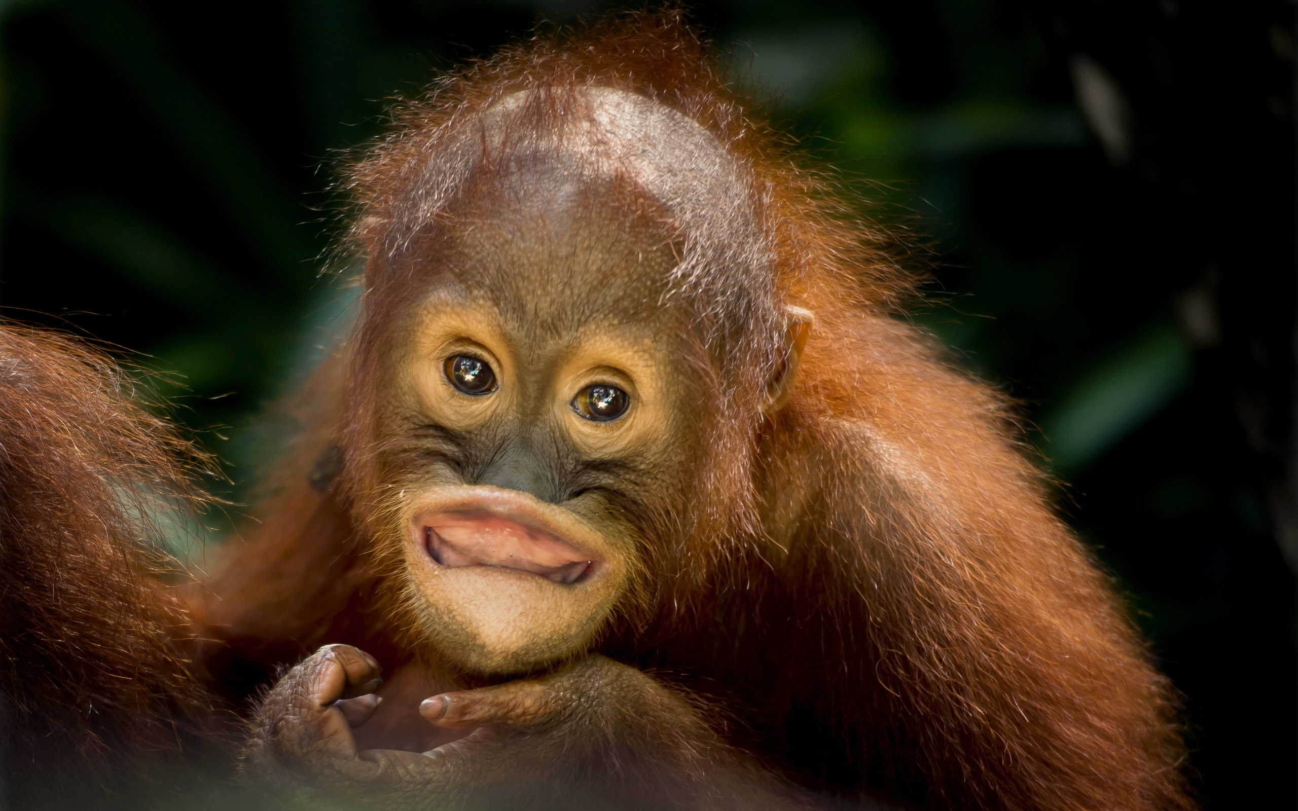 Orangutan HD Wallpaper Background Image Id