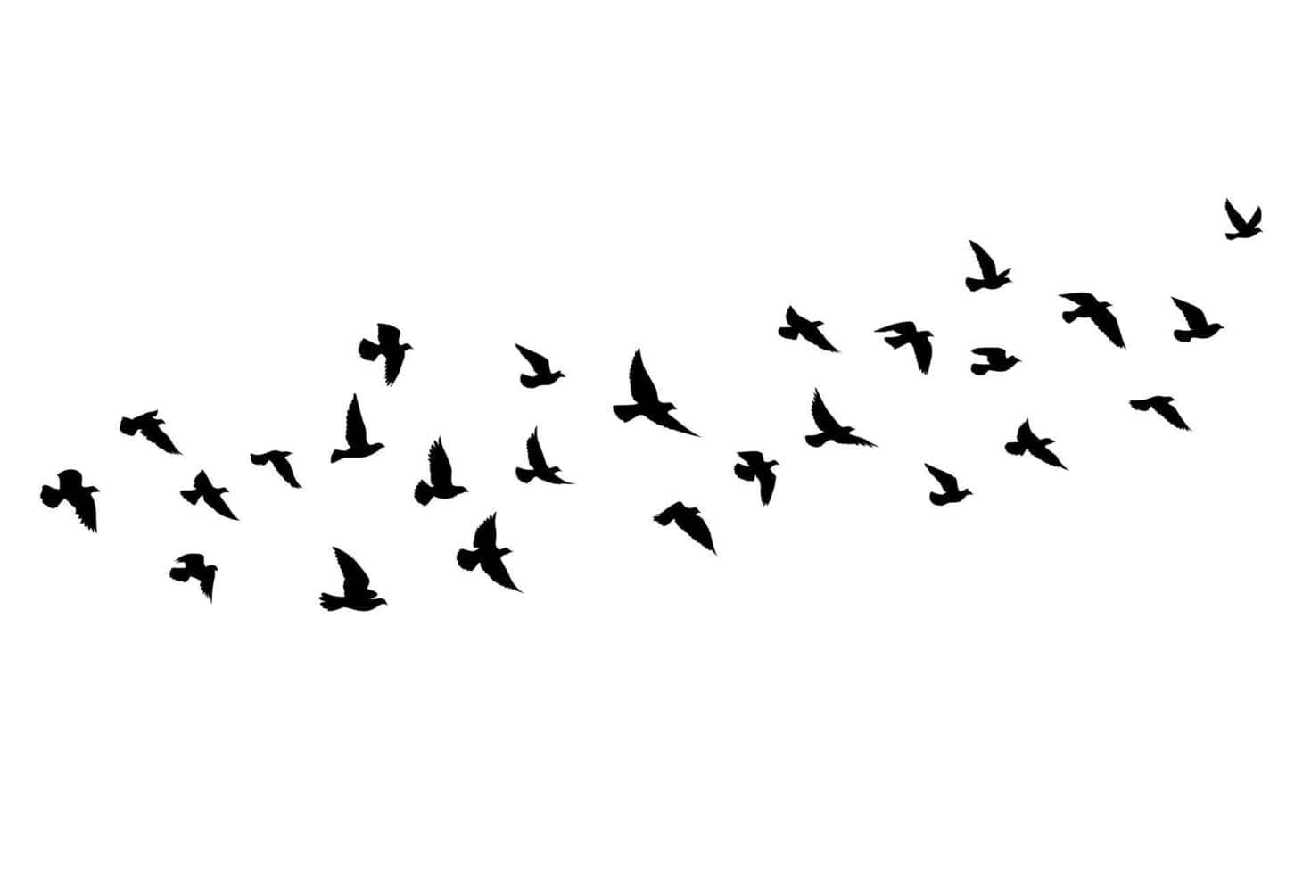 Flying Birds Black Wallpaper