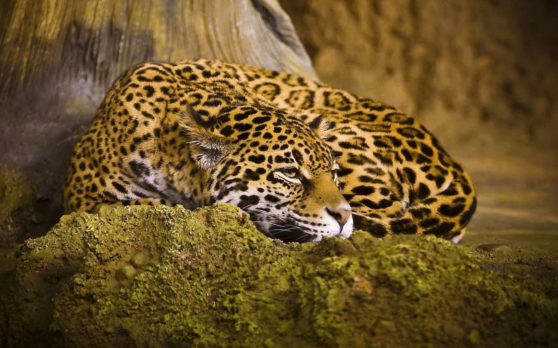 Naptime HD Wallpaper Background Image Id