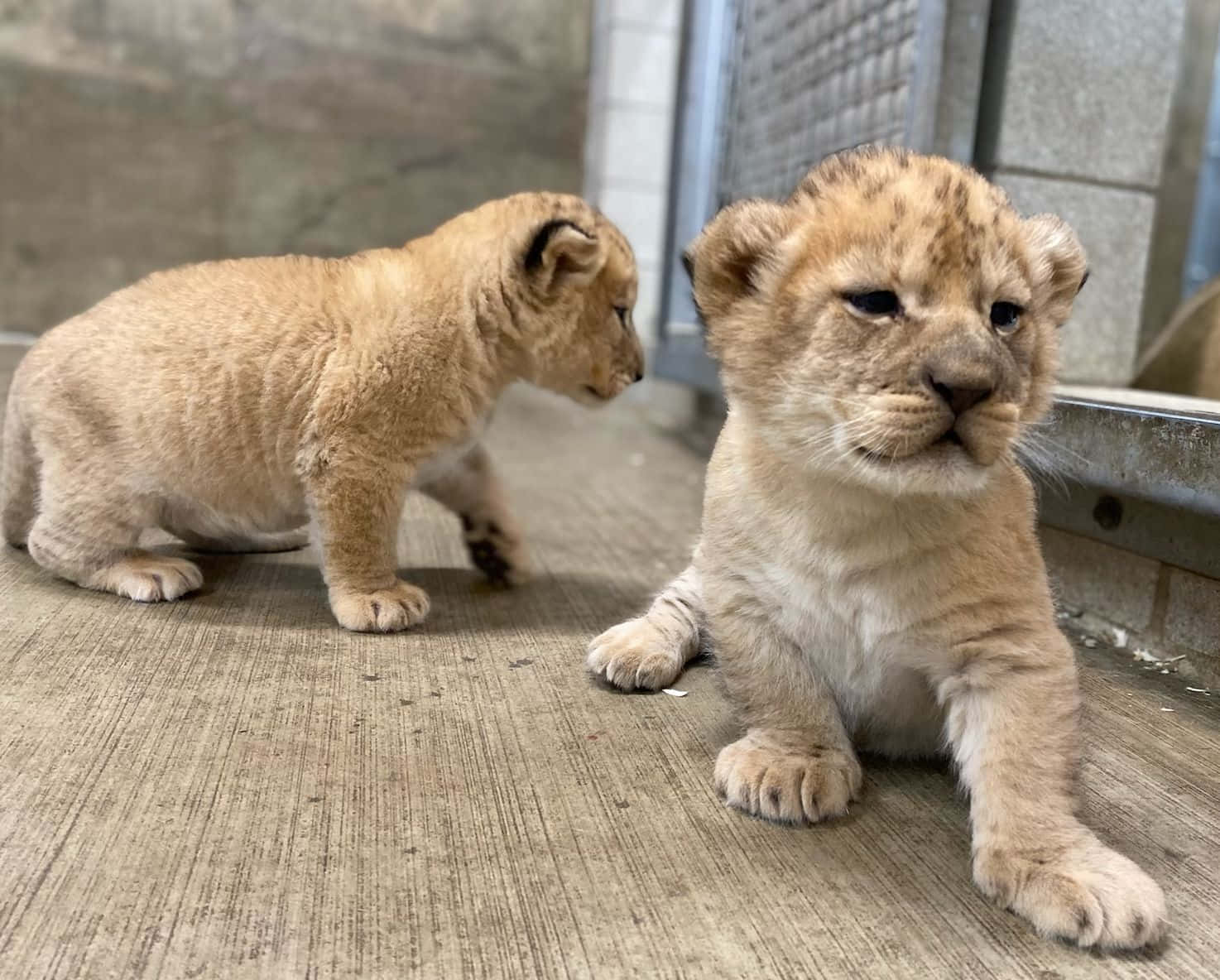 Baby Lion Picture Wallpaper