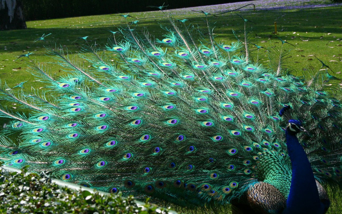 Peacock Wallpaper Photo And All Pictures