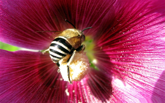 Bee All Kinds Of Insects Wallpaper
