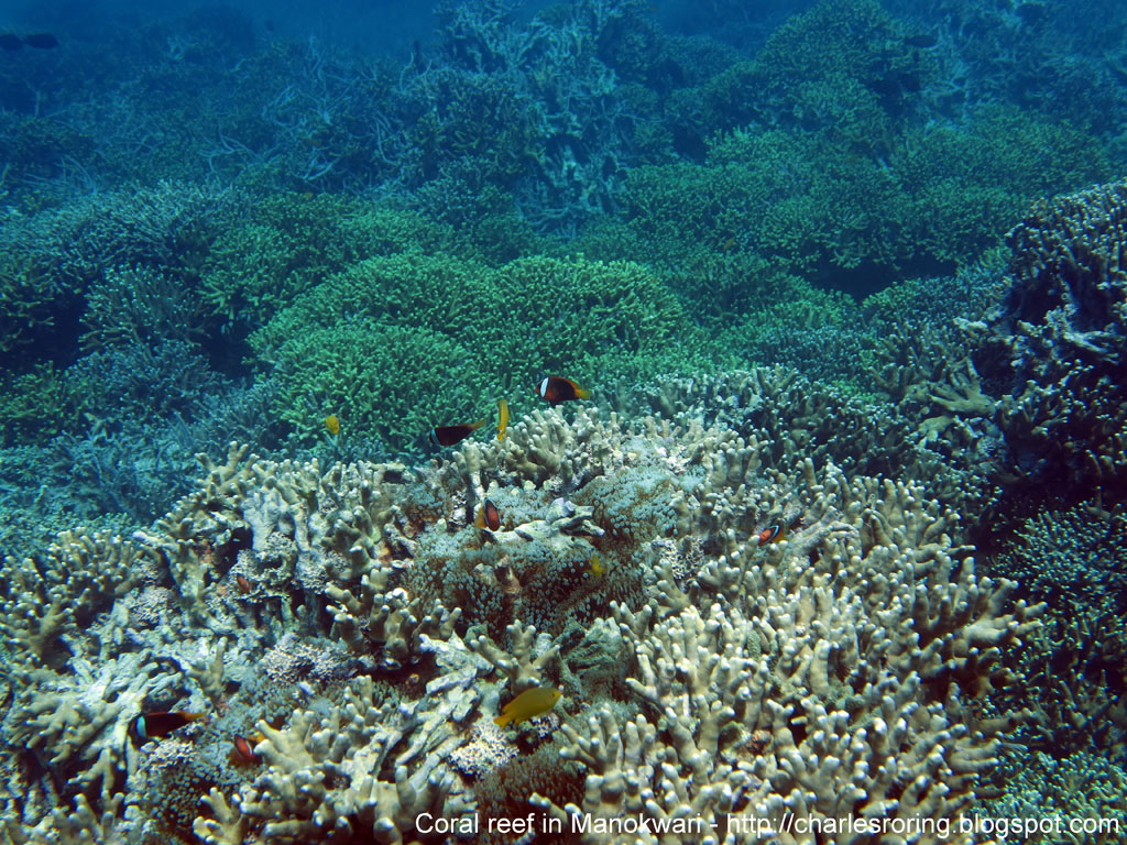 Coral Wallpaper Widescreen 6 coral reefs wallpaper