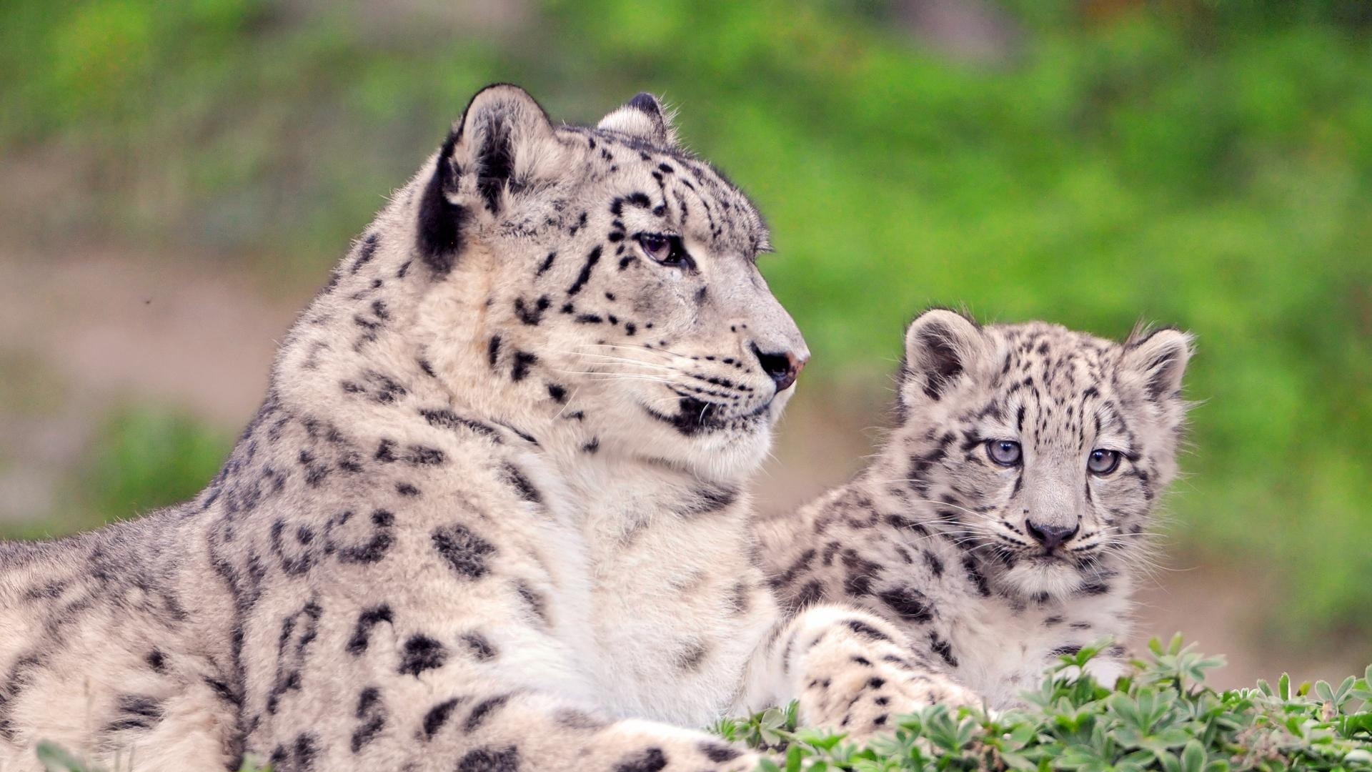 Snow Leopard Spotted Color Big Cats Predators