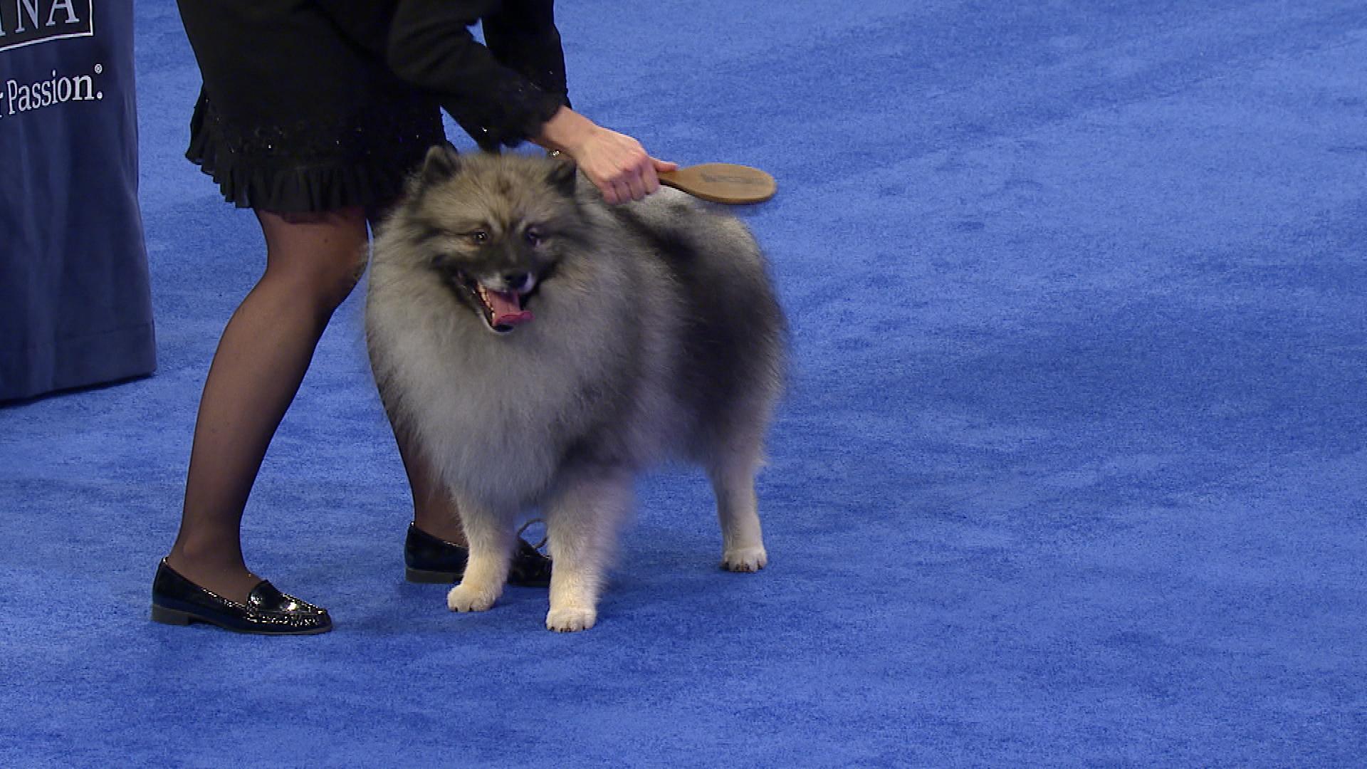 National Dog Show Keeshond Non Sporting Group Nbc Sports
