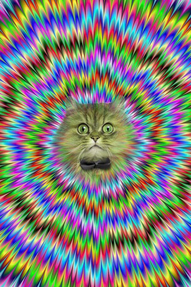 Crazy Cat Wallpaper Trippy Illusions Optical