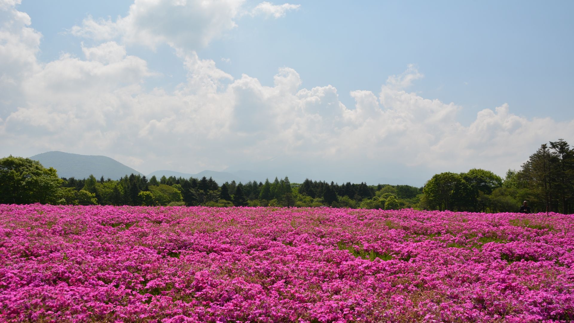 Desktop Wallpaper Pink Flowers Field In Summer HD Image Picture