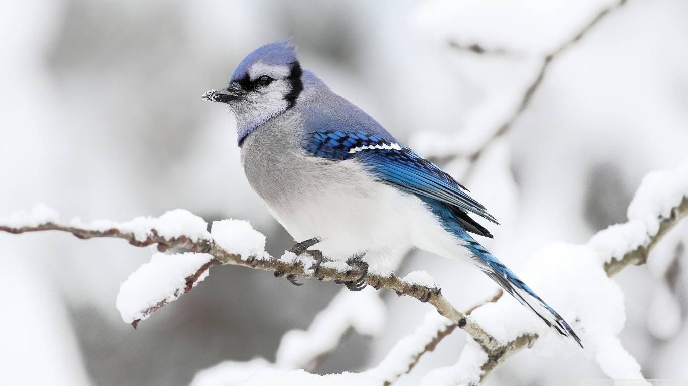 Beautiful Winter Bird Birds Picture