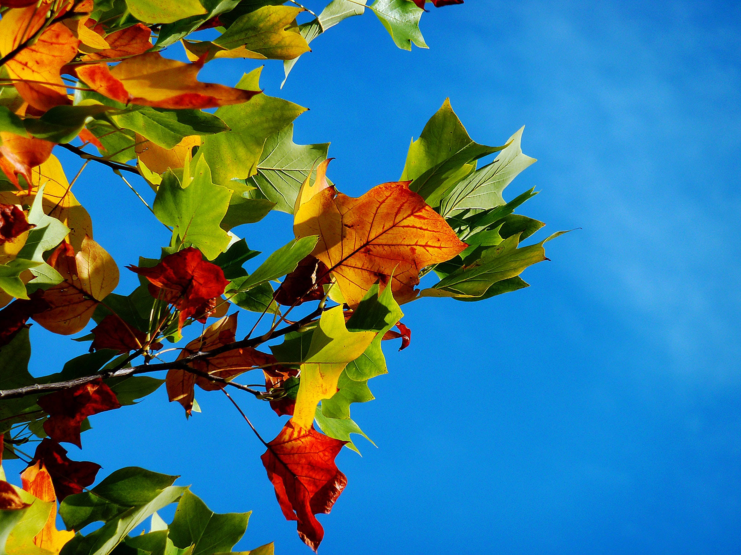 Maples Leaves Wallpaper