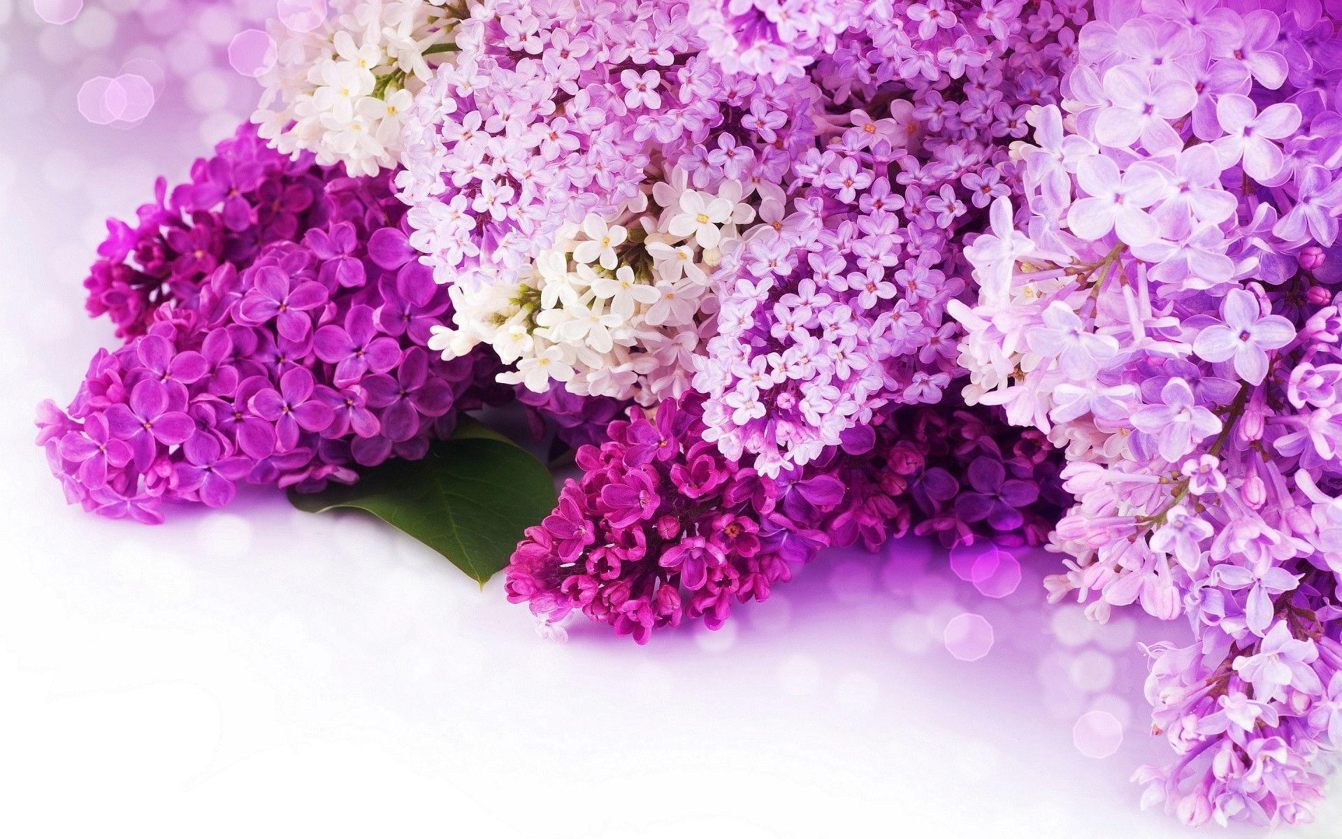 Pink And Purple Flower Backgrounds