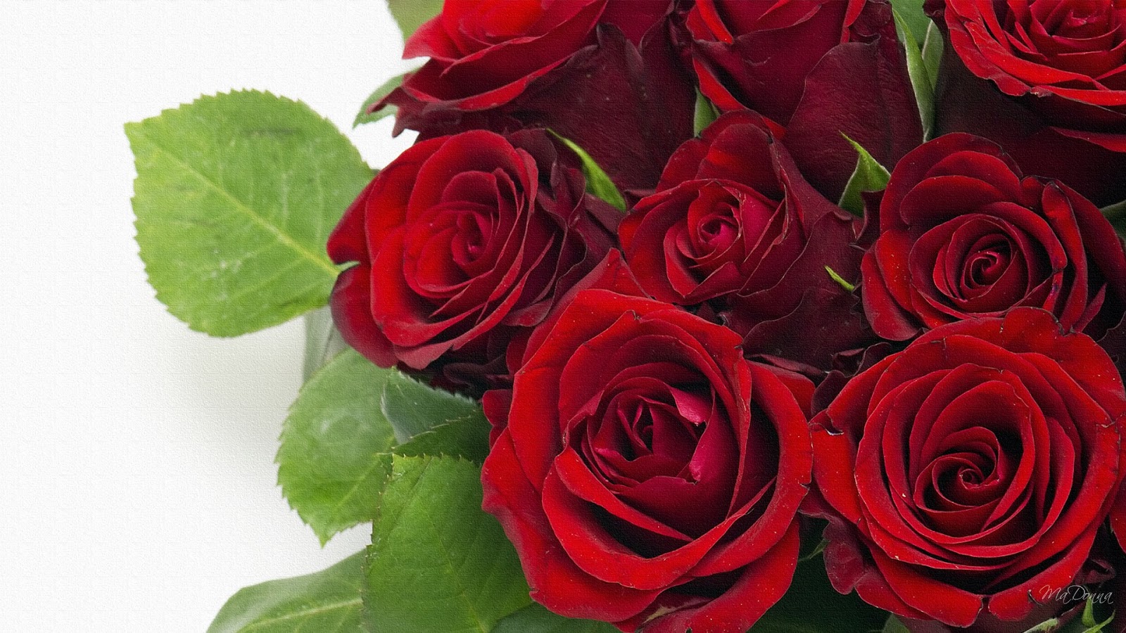 Roses Most Popular Rose Wallpaper Beautiful Red