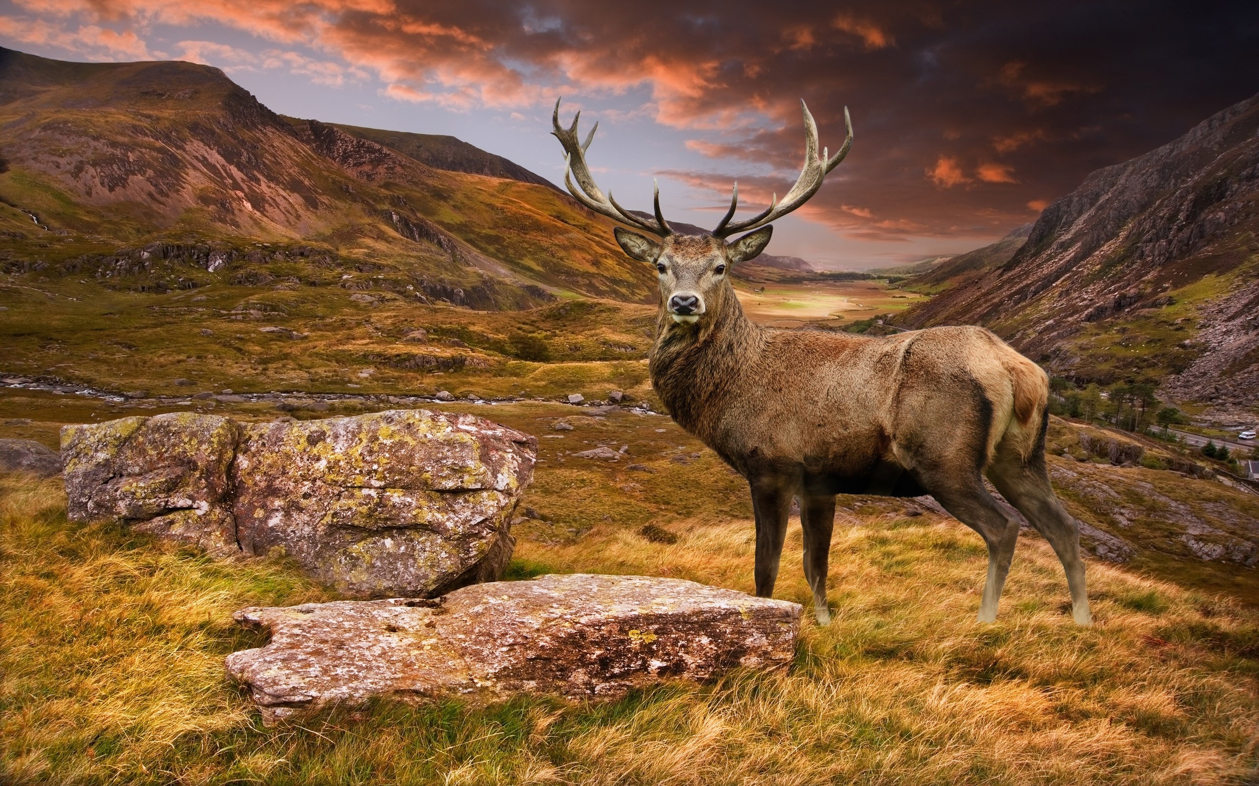 Deer Desktop Background Wallpaper