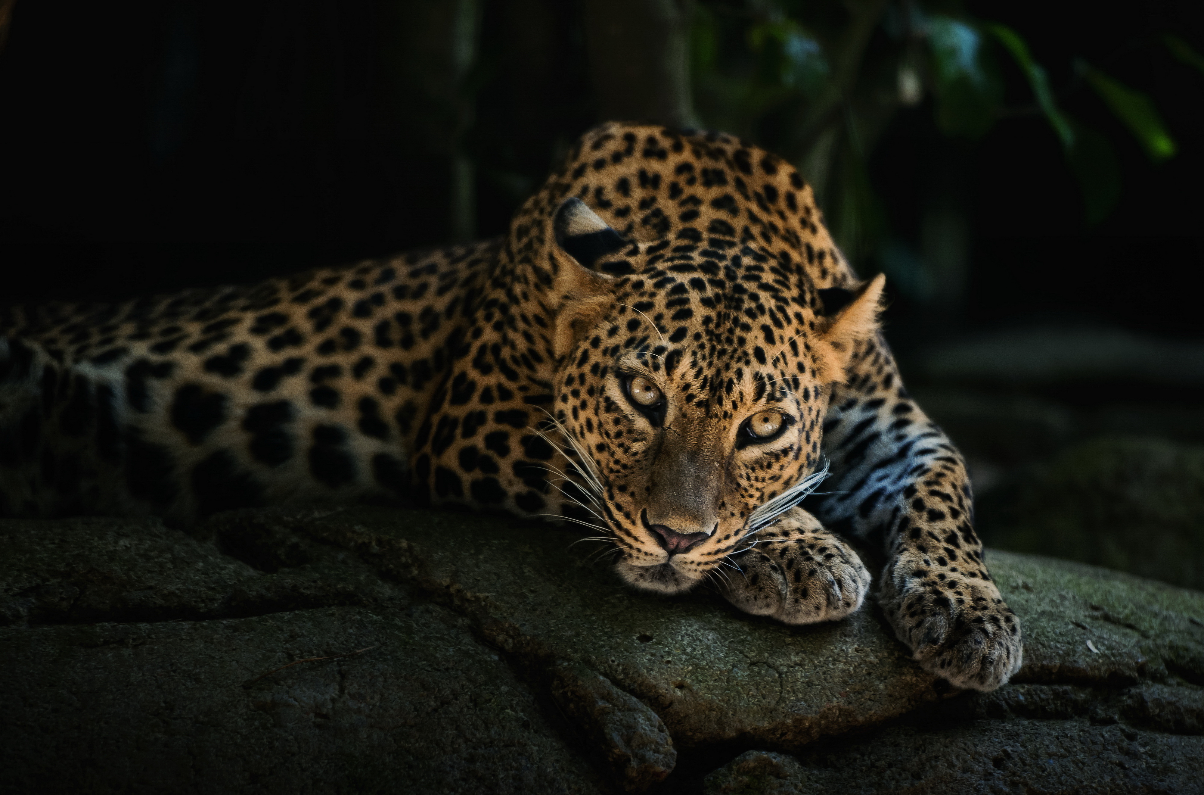 Leopard HD Wallpaper High Resolution