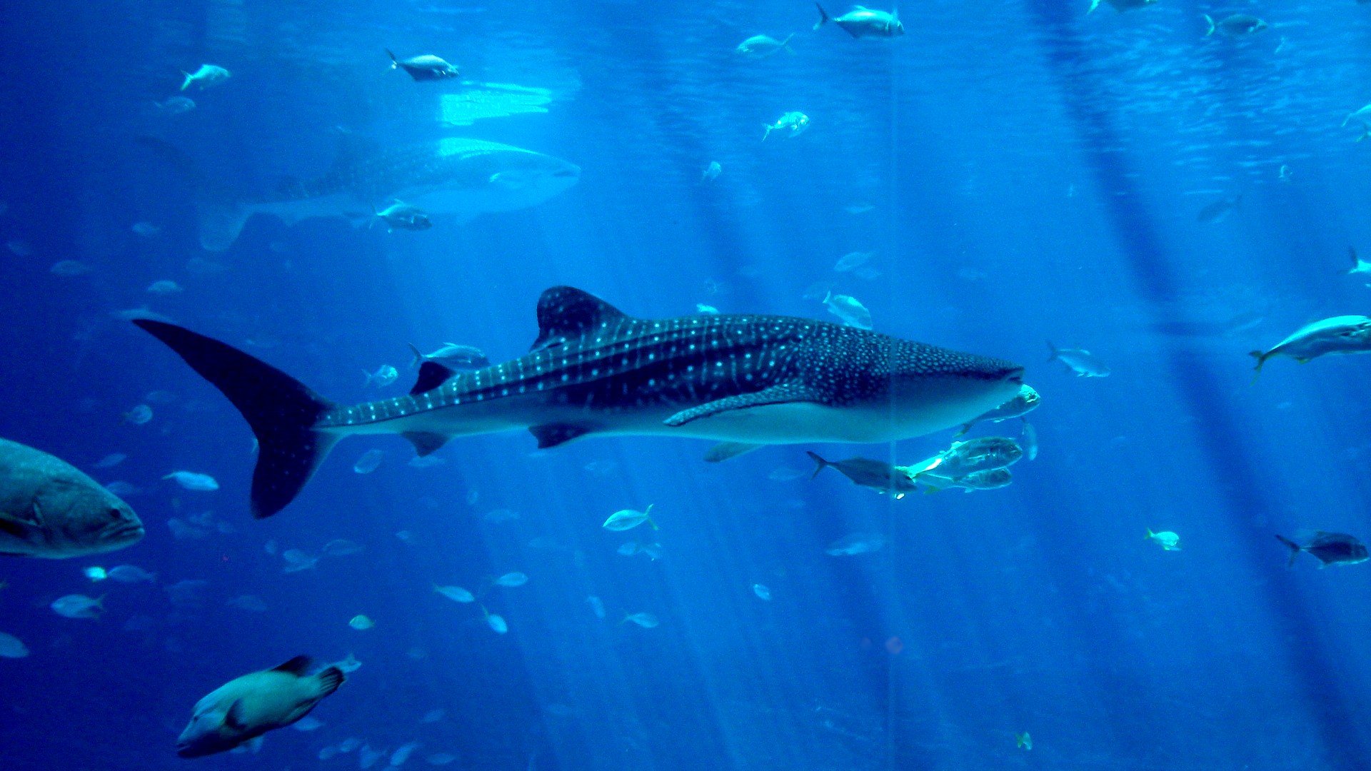 Whale Shark Wallpaper Desktop Image