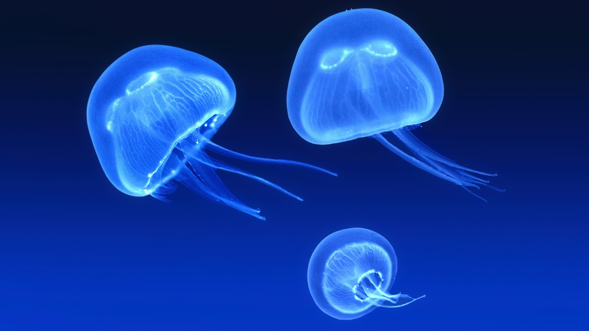 Blue Wallpaper Jellyfish Image
